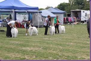 20130309_Dog Show - Goulburn (16 of 22)