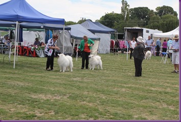 20130309_Dog Show - Goulburn (22 of 22)