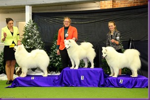  20130630_National Samoyed Show - Bulla-Vic [ffire] (1 of 04)