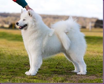  20130630_National Samoyed Show - Bulla-Vic [ffire] (2 of 04)