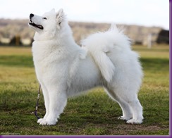  20130630_National Samoyed Show - Bulla-Vic [ffire] (3 of 04)