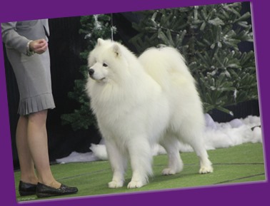 20130629_National Samoyed Show - Bulla-Victoria (96 of 310)