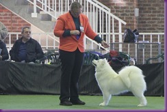 20130630_National Samoyed Show - Bulla-Victoria (167 of 310)