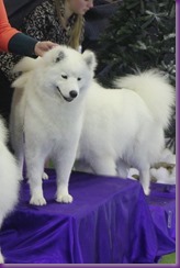 20130630_National Samoyed Show - Bulla-Victoria (174 of 310)