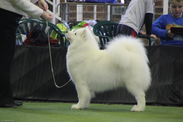 20130630_National Samoyed Show - Bulla-Victoria (260 of 310)