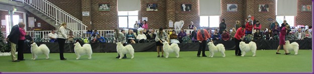 20130630_National Samoyed Show - Bulla-Victoria (266 of 310)