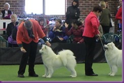 20130630_National Samoyed Show - Bulla-Victoria (267 of 310)