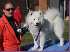 20130630_National Samoyed Show - Bulla-Victoria (270 of 310)