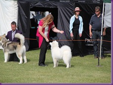 20121021_DogShow-SouthernHighlands (15 of 15)