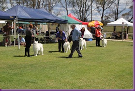 20121014_Dog Show-SpitzBreeds (24 of 17)