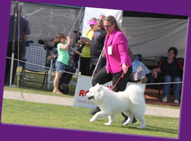 Dog Show-Spring Fair (4 of 10)_crop