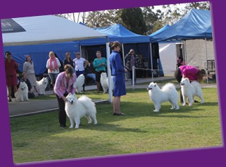 Dog Show-Spring Fair (9 of 10)_crop