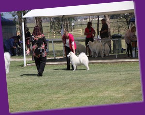  20121208_Dog Show-St George (8 of 26)