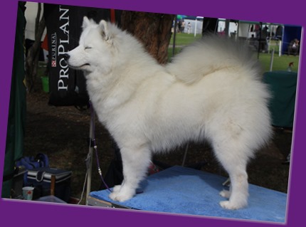 20130601_Dog Show-St George (3 of 8)