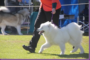 20130727_Dog Show_TnG (12 of 14)