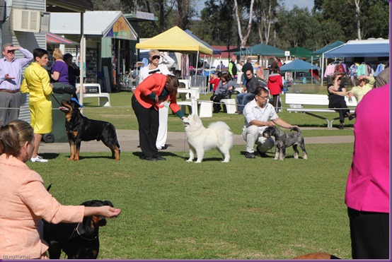 20130727_Dog Show_TnG (14 of 14)