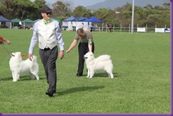 20130303_Dog Show - Wollongong (13 of 13)