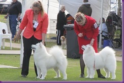 20130615_Dog Show-DogsNSW-DogsOnShow (10 of 13)