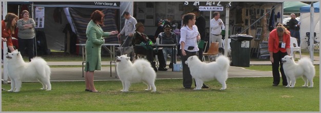 20130615_Dog Show-DogsNSW-DogsOnShow (13 of 13)