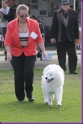 20130615_Dog Show-DogsNSW-DogsOnShow (5 of 13)