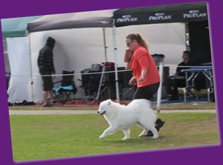 20130615_Dog Show-DogsNSW-DogsOnShow (6 of 13)