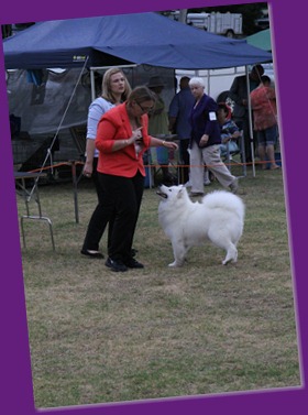 20121215_Dog Show NSW Womans (1 of 6)