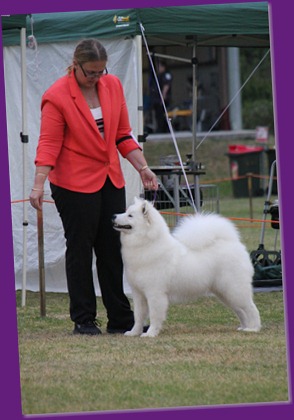 20121215_Dog Show NSW Womans (6 of 6)