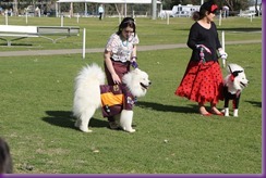 Samoyed Fun day (11 of 68)