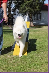 Samoyed Fun day (28 of 68)
