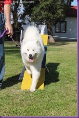 Samoyed Fun day (28 of 68)