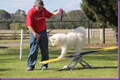 Samoyed Fun day (59 of 68)