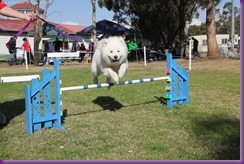 Samoyed Fun day (61 of 68)