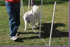 Samoyed Fun day (66 of 68)