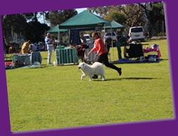 Dog Show-Bulli (1 of 10)