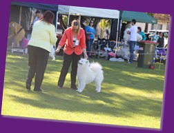 Dog Show-Bulli (2 of 10)