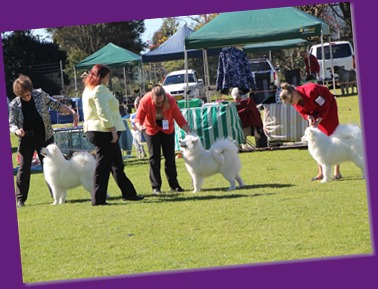 Dog Show-Bulli (5 of 10)