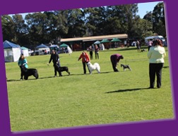 Dog Show-Bulli (8 of 10)