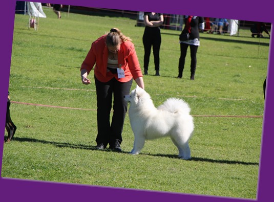 Dog Show-Bulli (9 of 10)